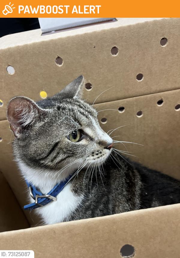 Found/Stray Female Cat last seen .9 miles south of Humane Society of Greater Miami on W Dixie Hwy, North Miami Beach, FL 33162