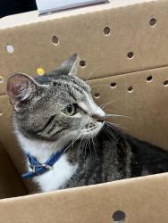 Found/Stray Female Cat last seen .9 miles south of Humane Society of Greater Miami on W Dixie Hwy, North Miami Beach, FL 33162