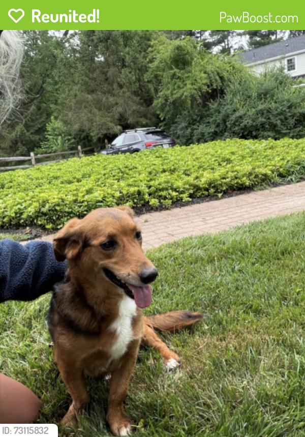 Reunited Female Dog last seen Near Beaumont Elementary School, Berwyn, PA 19312