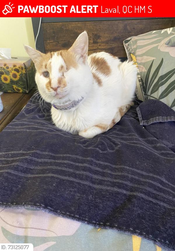 Lost Male Cat last seen 381Valois street near mexico street, Laval, QC H7M 1S3
