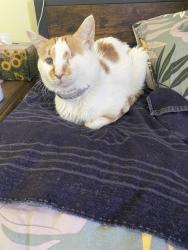Lost Male Cat last seen 381Valois street near mexico street, Laval, QC H7M 1S3