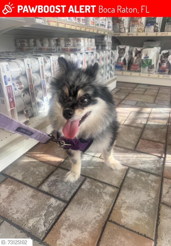 Lost Female Dog last seen Federal highwayv, Boca Raton, FL 33487