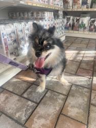 Lost Female Dog last seen Federal highwayv, Boca Raton, FL 33487