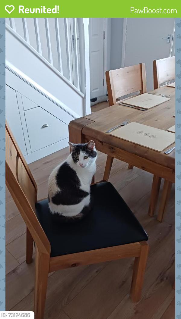 Reunited Female Cat last seen Mill Hill, Boulton Moor, England 