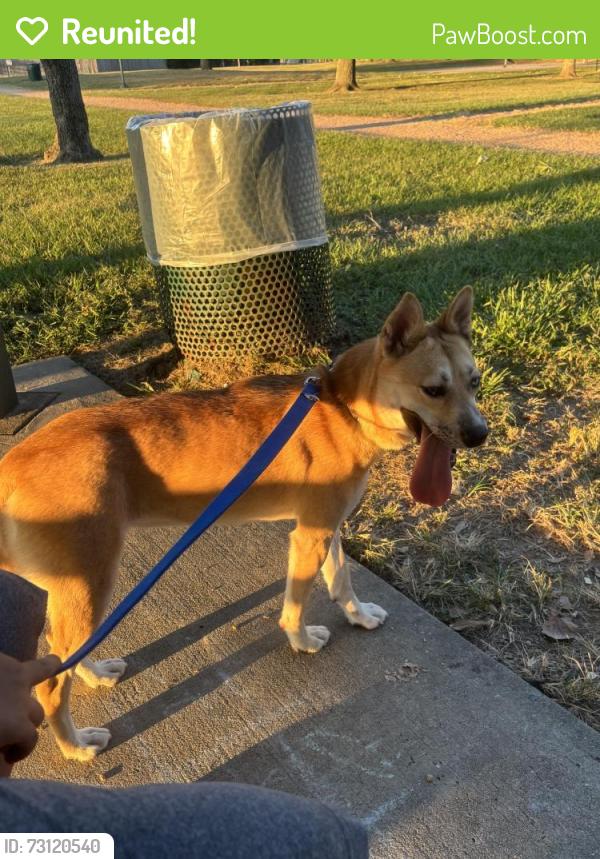 Reunited Female Dog last seen Near Norwood Street, Deer Park, TX 77536, Deer Park, TX 77536