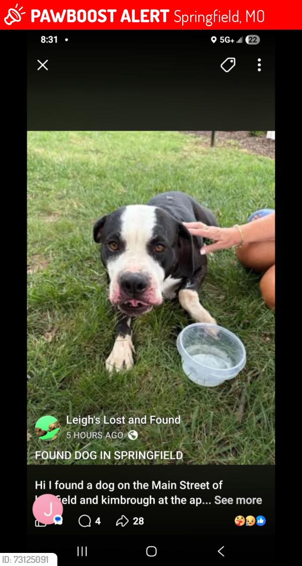 Lost Male Dog last seen Kimbrough and Battlefield, Springfield, MO 65807