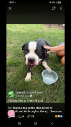 Lost Male Dog last seen Kimbrough and Battlefield, Springfield, MO 65807