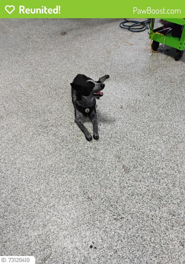 Reunited Unknown Dog last seen 82nd and milwaukee, Lubbock, TX 79424