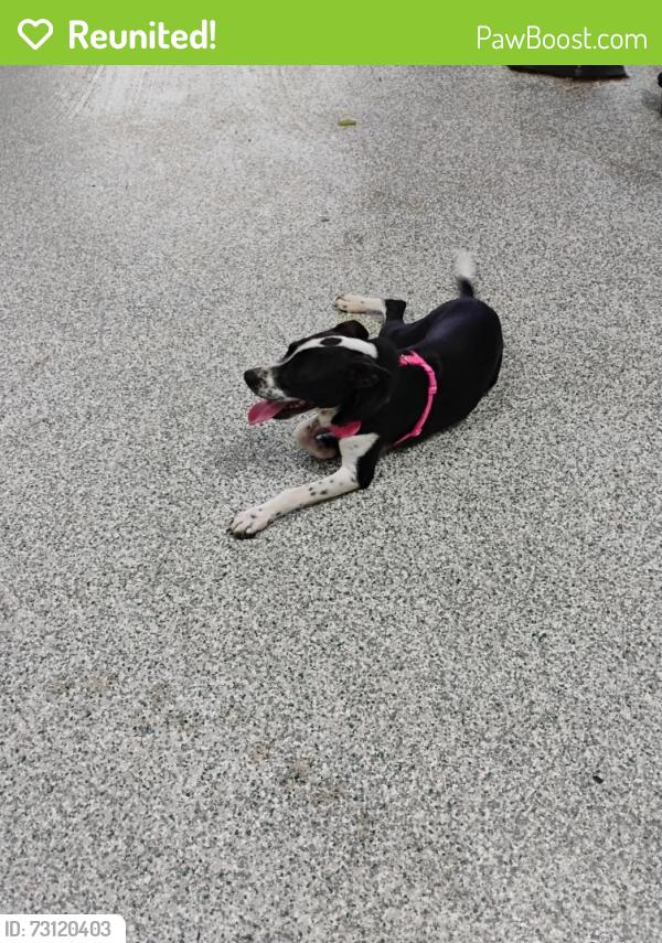 Reunited Unknown Dog last seen 82nd and milwaukee, Lubbock, TX 79424