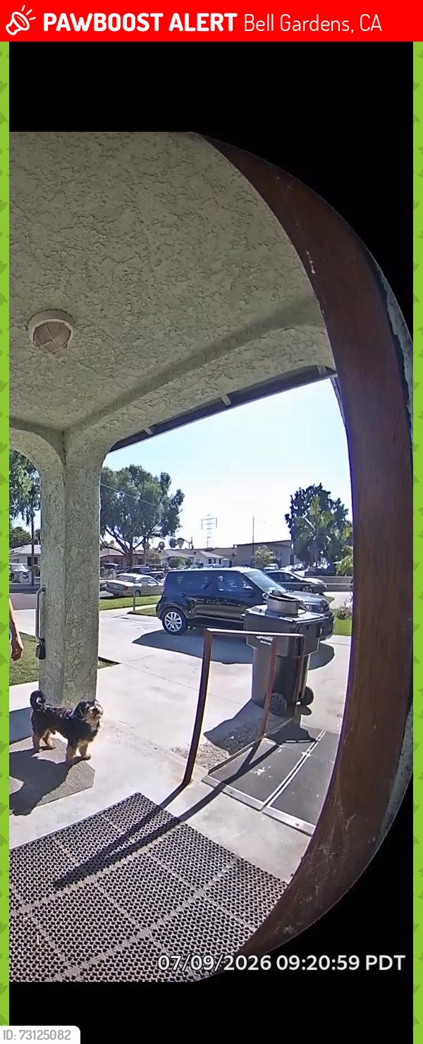 Lost Male Dog last seen Outside in front of my yard, Bell Gardens, CA 90201