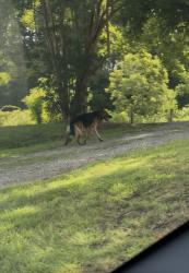 Reunited Unknown Dog last seen Near Centergrove Rd, Kannapolis, NC 28083, USA, Kannapolis, NC 28083
