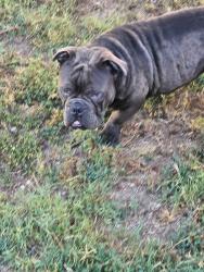 Reunited Male Dog last seen Wild flower and via temprano, Murrieta, CA 92563