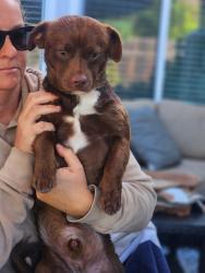Found/Stray Male Dog last seen Wild flower and via temprano, Murrieta, CA 92563