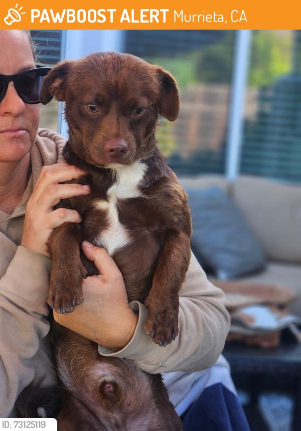 Found/Stray Male Dog last seen Wild flower and via temprano, Murrieta, CA 92563