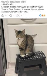 Lost Male Cat last seen Near nw 102 Terrace coral springs 33065, Coral Springs, FL 33065