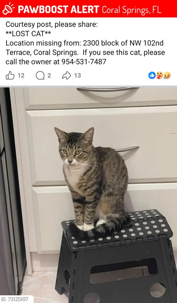 Lost Male Cat last seen Near nw 102 Terrace coral springs 33065, Coral Springs, FL 33065