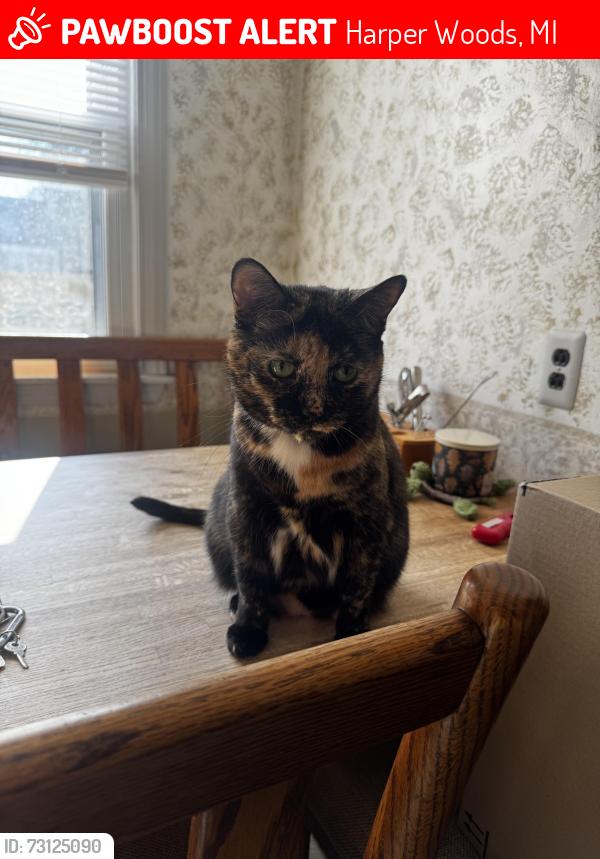 Lost Female Cat last seen Harper and Sanillac, Harper Woods, MI 48225