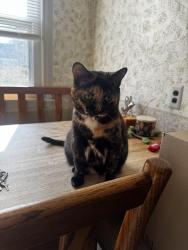 Lost Female Cat last seen Harper and Sanillac, Harper Woods, MI 48225