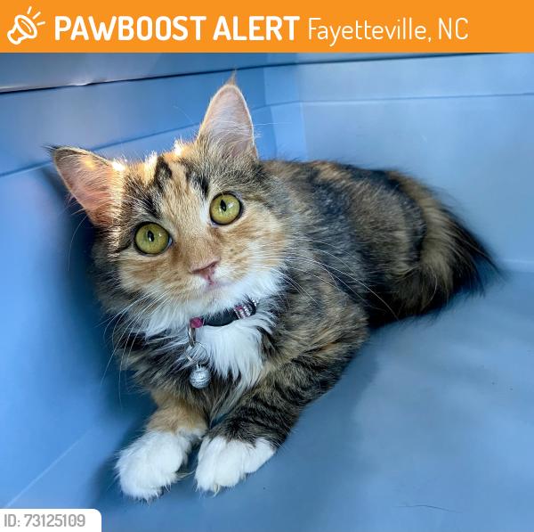 Found/Stray Female Cat last seen Sourwood Dr. Fayetteville, NC 28301, Fayetteville, NC 28301