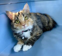 Found/Stray Female Cat last seen Sourwood Dr. Fayetteville, NC 28301, Fayetteville, NC 28301