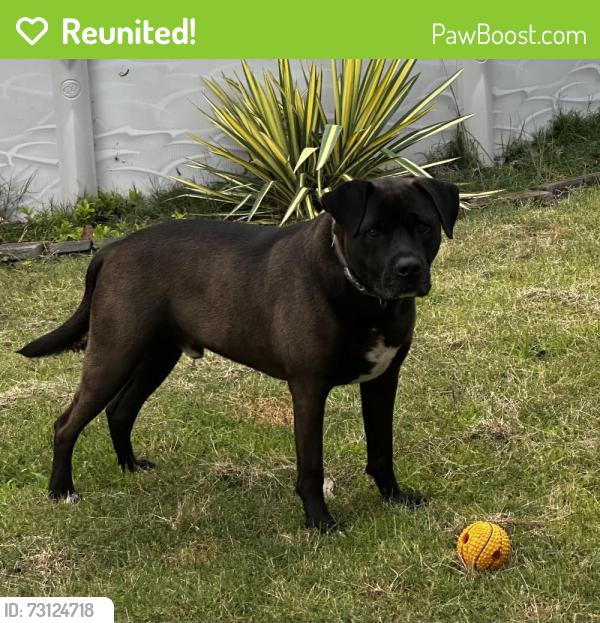 Reunited Male Dog last seen Spring flowers Dr, Cameron, NC 28326
