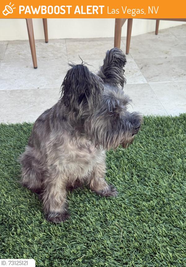 Found/Stray Male Dog last seen Craig and TeePee, Las Vegas, NV 89129