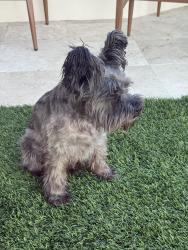 Found/Stray Male Dog last seen Craig and TeePee, Las Vegas, NV 89129