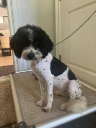 Reunited Female Dog last seen Red hill rd, Pickens, SC 29671