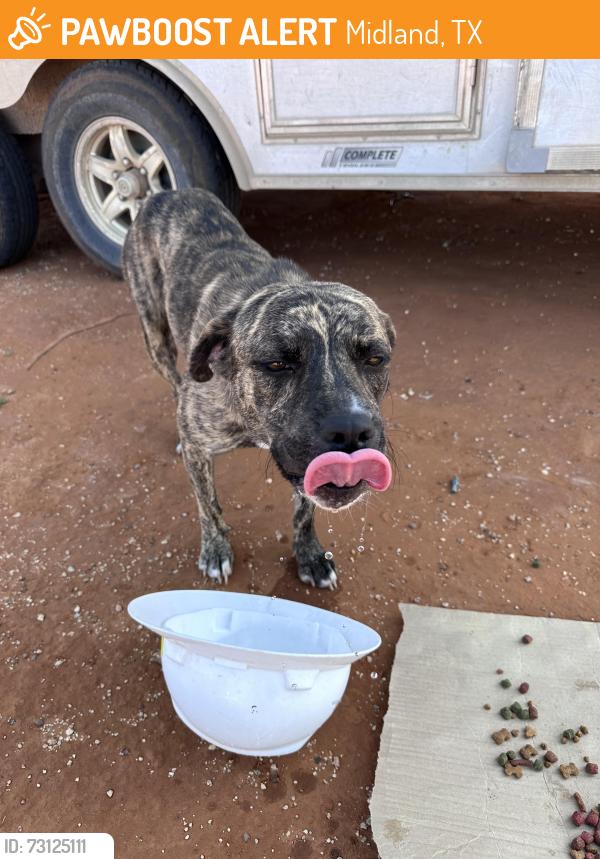 Found/Stray Female Dog last seen West cr. 140 and s county road 1200, Midland, TX 79706