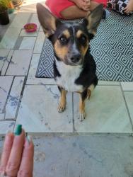 Found/Stray Female Dog last seen Cottonwood, Bakersfield, CA 93307