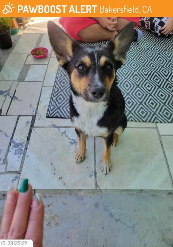 Found/Stray Female Dog last seen Cottonwood, Bakersfield, CA 93307