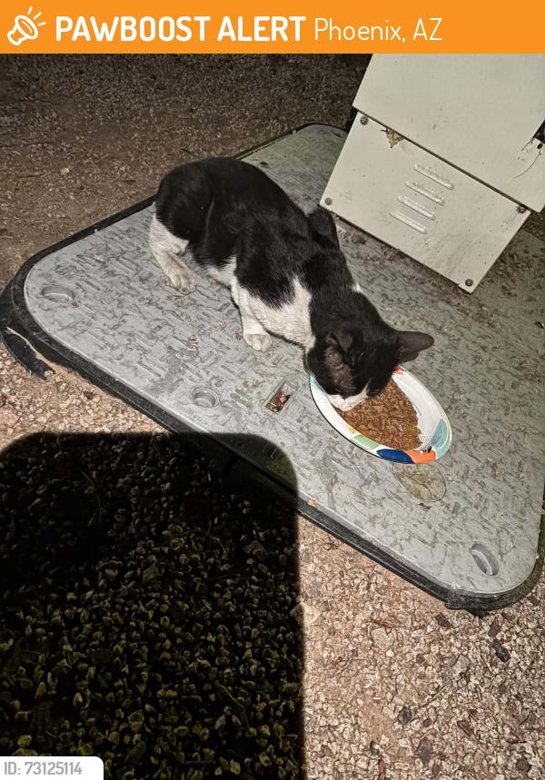 Found/Stray Unknown Cat last seen 16th St and Colter, Phoenix, AZ 85016