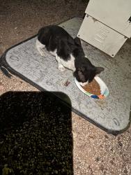 Found/Stray Unknown Cat last seen 16th St and Colter, Phoenix, AZ 85016