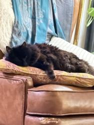 Reunited Female Cat last seen Willow creek reserve, Grove City, OH 43123