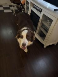 Found/Stray Unknown Dog last seen Near sw 38 st, Miami, FL 33155