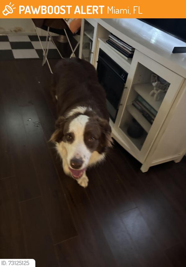 Found/Stray Unknown Dog last seen Near sw 38 st, Miami, FL 33155