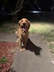 Reunited Female Dog last seen Waverly and 25th, Albany, OR 97321