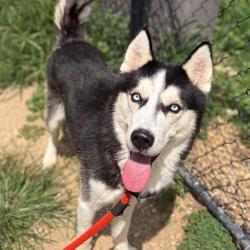 Shelter Stray Male Dog last seen , Animal Care & Control Team of Philly, 111 W Hunting Park Ave, Philadelphia, PA 19140, USA
