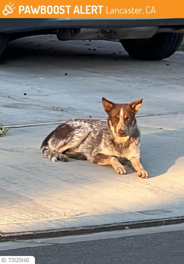 Found/Stray Unknown Dog last seen J5 & 48th, Lancaster, CA 93536