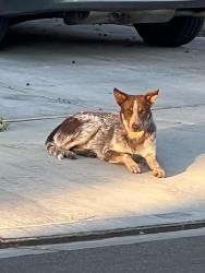 Found/Stray Unknown Dog last seen J5 & 48th, Lancaster, CA 93536