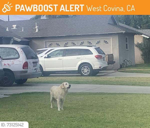 Found/Stray Female Dog last seen Janetdale and broadmoor Ave, West Covina, CA 91790