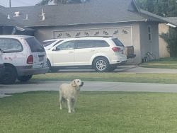 Found/Stray Female Dog last seen Janetdale and broadmoor Ave, West Covina, CA 91790