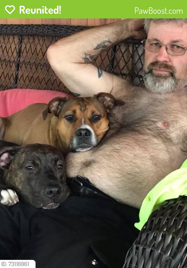 Reunited Female Dog last seen Brittan Rd, Akron, OH 44305