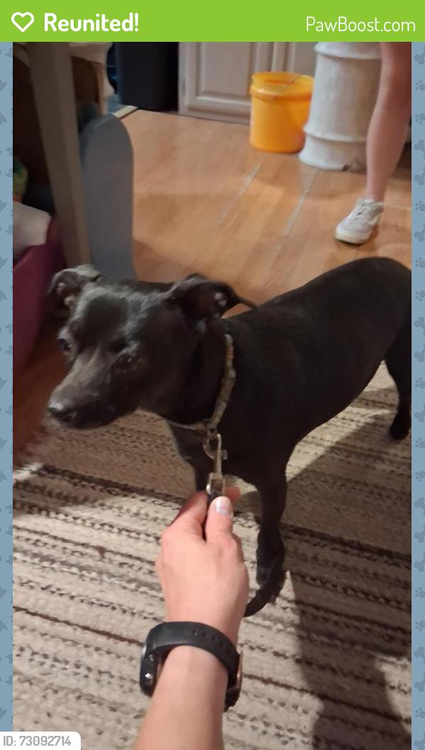 Reunited Female Dog last seen Lyndon dr near Mary's creek, Fort Worth, TX 76116