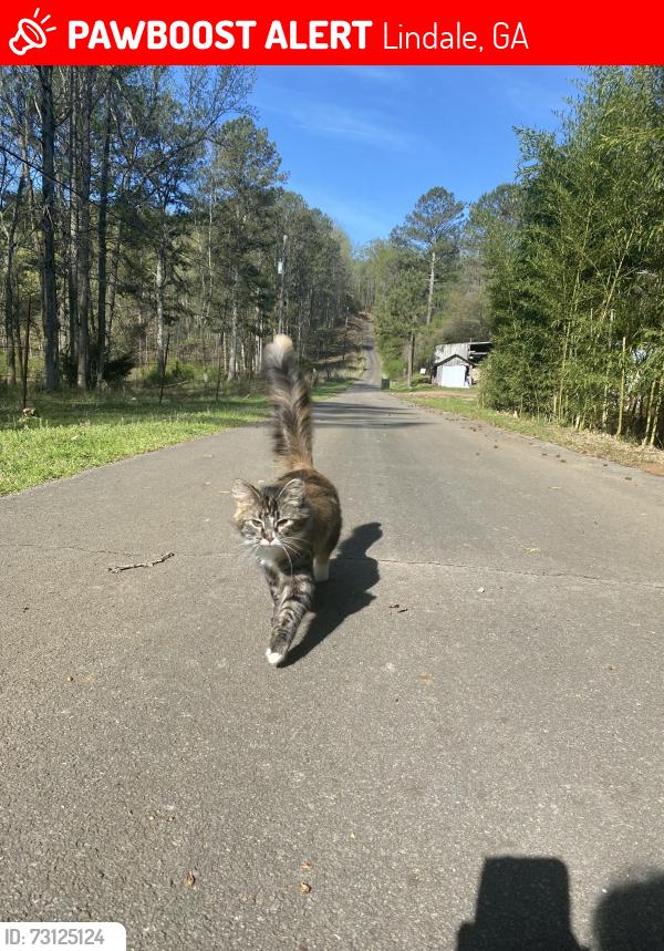 Lost Female Cat last seen On Marion dairy rd, Lindale, GA 30147
