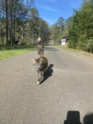 Lost Female Cat last seen On Marion dairy rd, Lindale, GA 30147