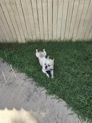 Found/Stray Male Dog last seen Park Row and Collins St 76010, Arlington, TX 76012