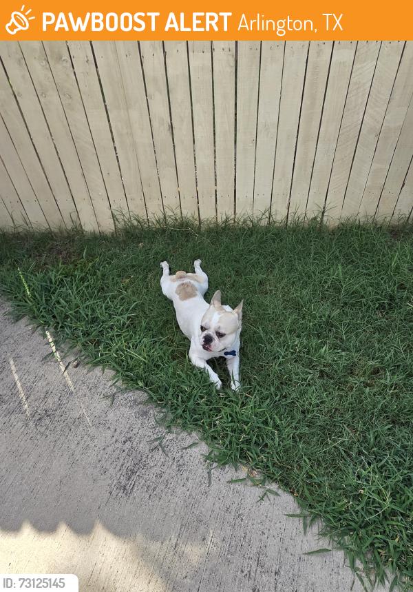 Found/Stray Male Dog last seen Park Row and Collins St 76010, Arlington, TX 76012