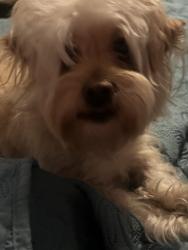 Lost Female Dog last seen Merritt island, Merritt Island, FL 32952
