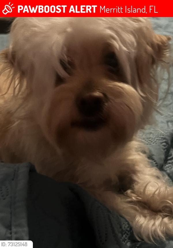 Lost Female Dog last seen Merritt island, Merritt Island, FL 32952